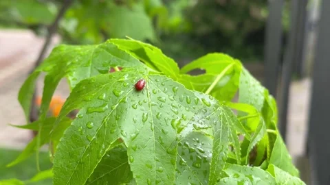 Lady bug on a tree leave. Stock Footage 240032118