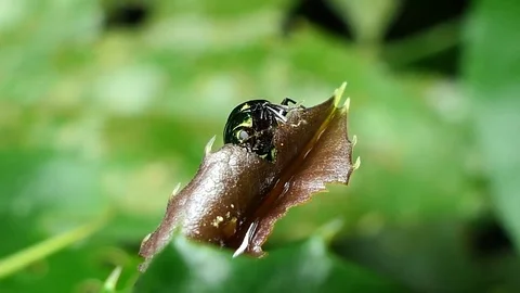 Lady bug in tropical rain forest. Stock Footage 76682643