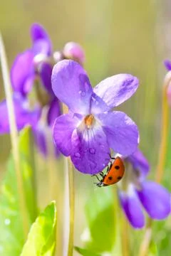 Lady bug on viola odorata bloom Stock Photos