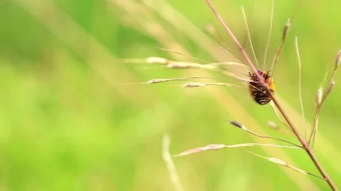 Lady Bug Walk on stalk Stock Footage 116802765