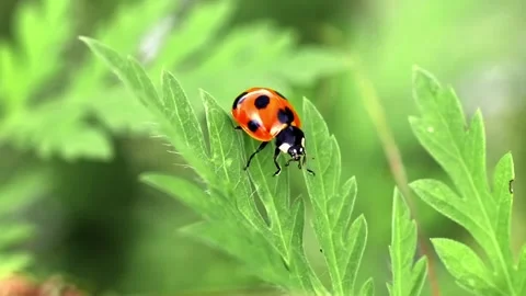 A lady bug walking on a green leaf Stock Footage 243645180