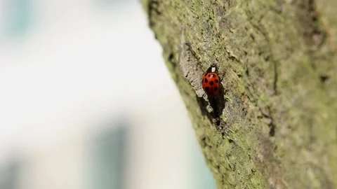 Lady bug walking on tree trunk macro shot close up Stock Footage 172472667