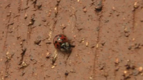 Lady Bug Walking On Wall Video stock 8924056