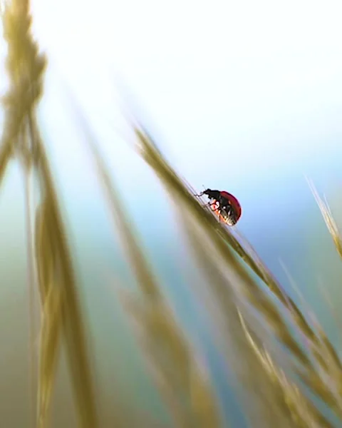 Lady Bug on Wheat Video stock 147915227