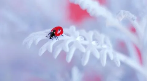 Lady bug on white flower Stock Photos
