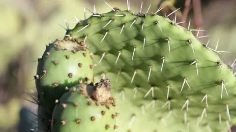 Lady Bugs Crawling on a Cactus with a shallow depth of field Stock-Footage 10573208