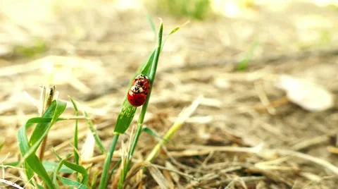 Lady bugs having fun 스톡 동영상 65300108