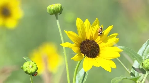 Lady Bugs Mating on Sunflower Stock Footage 247574309