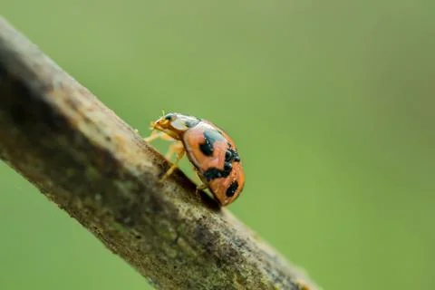Lady bugs Stock Photos