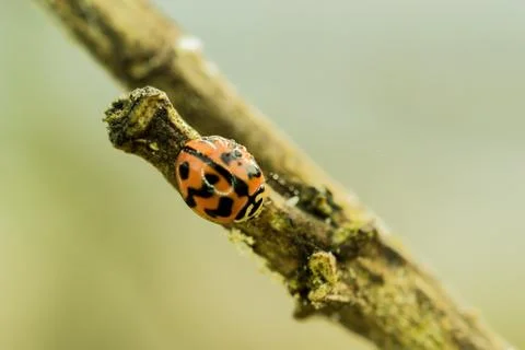 Lady bugs Stock Photos