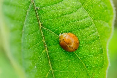 Lady bugs Stock Photos