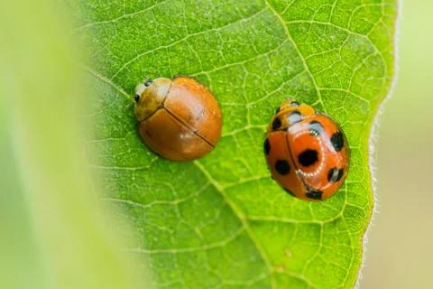 Lady bugs Stock Photos