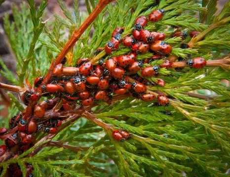 Lady Bugs Stock Photos