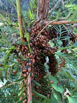 Lady Bugs Stock-Fotos