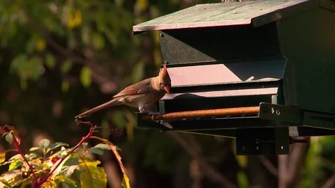 Lady cardinal slow motion Stock Footage 79067789