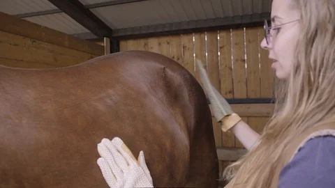 Lady cleans a horse in a stable Stock Footage 120107672