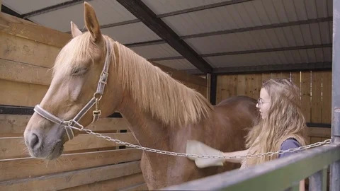 Lady cleans a horse in a stable Stock Footage 120107727
