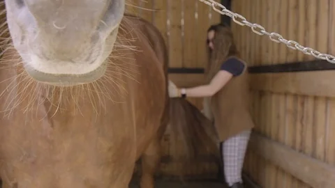 Lady cleans the tail of a horse in a stable Stock Footage 120107712