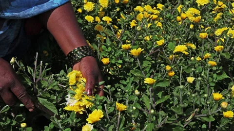 Lady Cutting Marigold in a farm at mid day Stock Footage 293126124