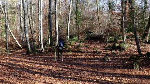 Lady doing hiking walks through the beech forest Video stock 124857169
