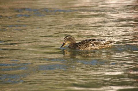 Lady duck posing for the camera Stock Photos