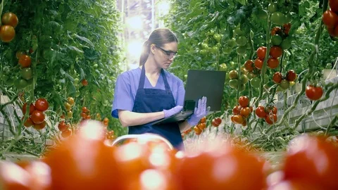 Lady expert is entering data about tomatoes into the laptop Stock Footage 124842883