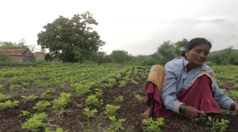 Lady farmer in India Stock-Footage 55432710