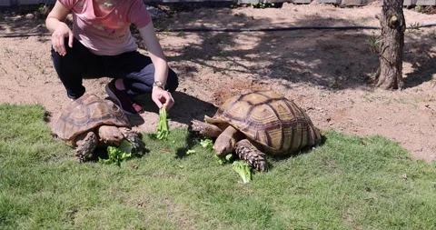 Lady feed vegetable to giant old tortoise or golden coin turtle (or Chinese t Stock Footage 170753456