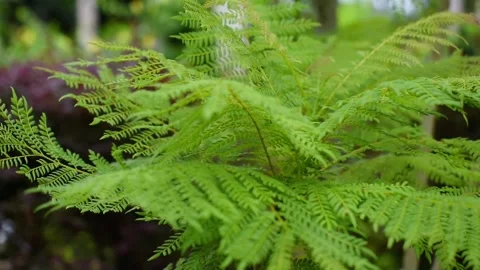 Lady Fern. Stock Footage 321936198