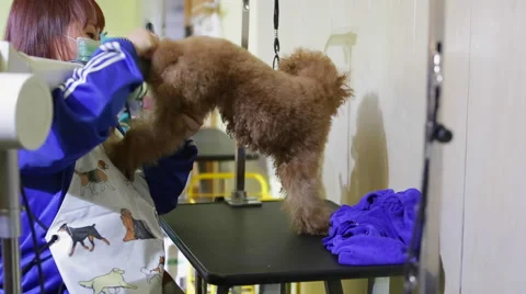 Lady grooms a three-year-old poodle Stock Footage 45704587