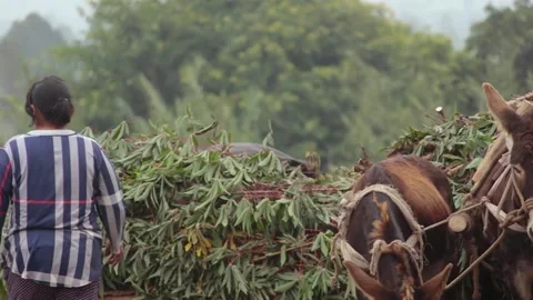 Lady guiding donkeys Stock Footage 131209359