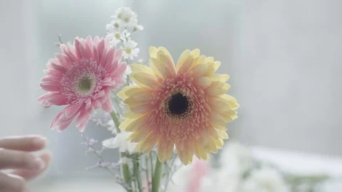 Lady Hand Put Bloom Pink Daisy Flower into Glass Vase Stock Footage 128941559
