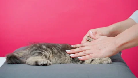 Lady hands touch and pet lovely striped grey kitten closeup Stock Footage 146677661