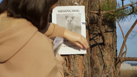 Lady hangs poster of missing dog and strokes photo on tree Stock Footage 161828869