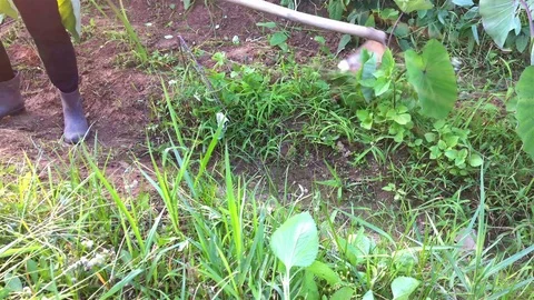 Lady hoeing and weeding on field 4K Stock Footage 76371314