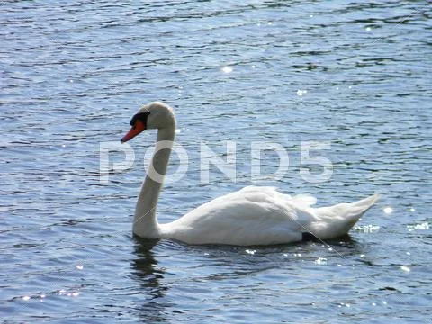 Lady of the Lake Stock Photos