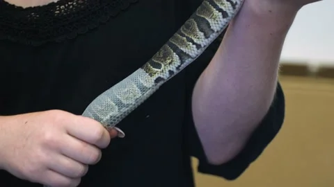 A lady with long nails holding a colourful snake helps it shed its skin Stock Footage 201226465