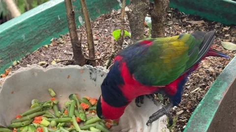 A lady lorikeet with a broad tail happily eats green beans, showcasing its vi Video stock 301865079