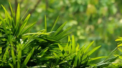 Lady palm leafs 스톡 동영상 49151132