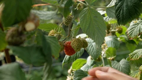 Lady picks ripe raspberry from raw ones Stock Footage 105922293