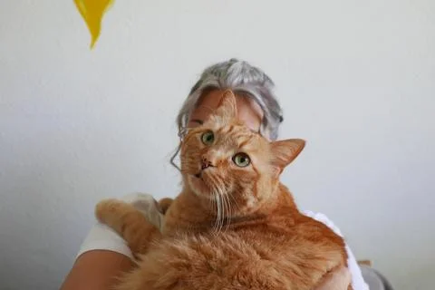 Lady red cat Stock Photos