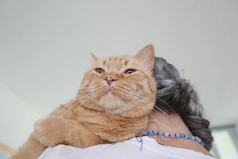 Lady red cat Stock Photos