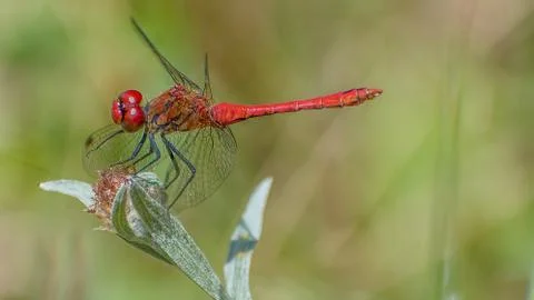 The lady in the red suit.Dragonfly red.Slovakia Stock Photos