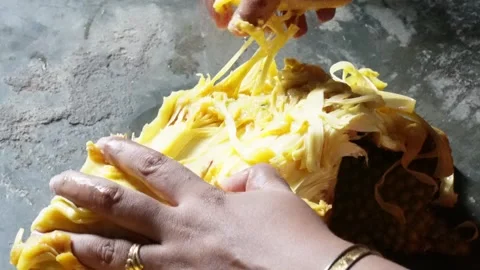 The lady is removing jackfruit seed pods one by one by her hands Stock Footage 314519746