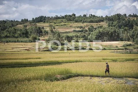 Lady In Rice Paddy Fields On Rn7 (Route Nationale 7) Near Ambatolampy In The