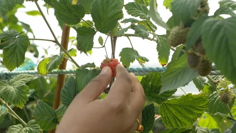 Lady with ring on finger picks raspberry Stock Footage 105922455