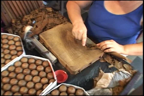 Lady rolling another cigar 스톡 동영상 5295487