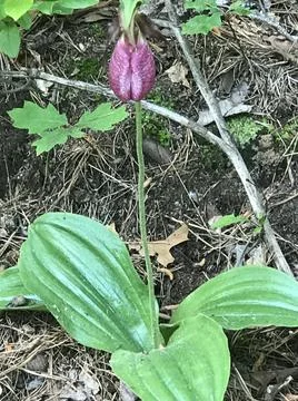 Lady slipper flower 스톡 사진