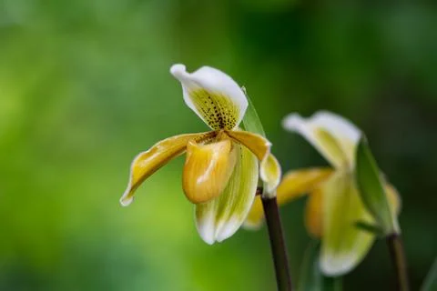Lady slipper orchid in natural light, background Foto stock