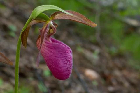 Lady Slipper 스톡 사진